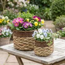 Itens Cesta de vime Natural Planta de vime Tigela Natural L30/22cm H20/17cm Conjunto de 2