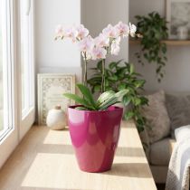Itens Vaso de orquídea brilhante Ø12,5cm cereja 1ud