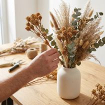 Itens Ramo Salignum flores claras de leucadendron em galho 25 unidades
