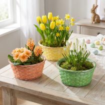 Itens Cesto para plantas redondo Ø25cm laranja, amarelo, verde 6 unidades