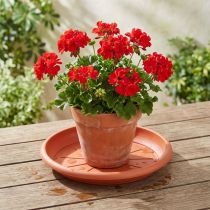 Itens Base para copos “Linda” Ø33cm terracota