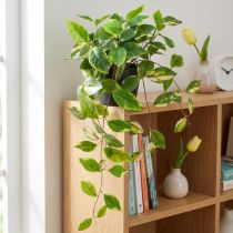 Itens Philodendron Scindapsus com vaso, fácil de cuidar - ideal para escritório e casa 32cm