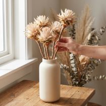 Itens Leucospermum Plumosum Silver Tree Blossoms Light 25 unidades