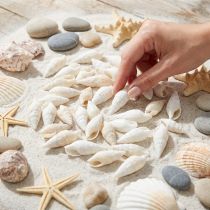 Itens Caracóis Deco branco, caracol do mar decoração natural 2-5cm 1kg