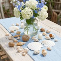 Itens Conchas decorativas de caracóis Natureza dos caracóis do mar Decoração marítima 350g