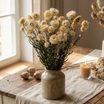 Itens Decoração seca palha flor creme helichrysum seco 50cm 30g