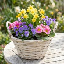 Itens Cesto com alças Cesto de chips cesto para plantas branqueado Ø18cm Alt.12cm