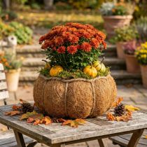 Itens Cesta de plantas abóbora decoração de outono laranja Ø22cm H17cm