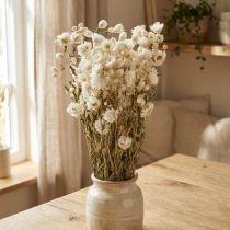 Itens Camomila Flores Secas Decoração Flores Brancas Buquê 65cm 50g