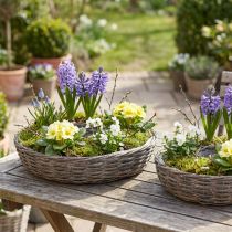 Itens Anéis de madeira rattan para plantas, cinza natural, Ø40/45cm, conjunto de 2.