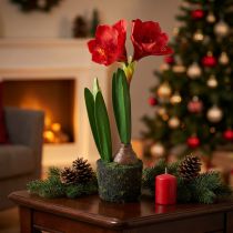 Itens Amarílis em bolas de musgo artificiais - flores vermelhas brilhantes, 49 cm - decoração de ambiente elegante e natural
