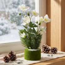 Itens Rosa de Natal artificial com pinheiro e bola de musgo, coberta de neve branca, 33 cm
