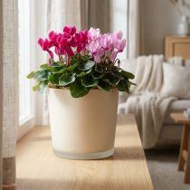 Itens Vaso de flores de vidro vaso de vidro bege Ø11,5cm Alt.11cm