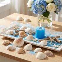 Itens Decoração de conchas conchas berbigão branco marrom 5-7cm 300g