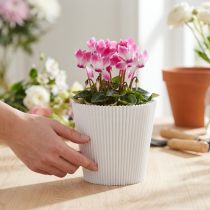 Itens Punhos plissados brancos 10,5cm 100 peças
