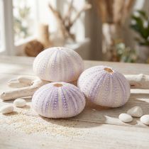 Itens Caixa de concha de ouriço-do-mar em branco-roxo Ø4-6cm 12 unid.