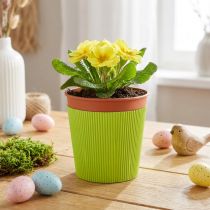 Itens Punhos plissados para vasos de flores verde claro 14,5cm 100 peças