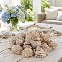 Itens Decoração de concha de caracol caracóis marinhos creme marrom 4-6cm 300g