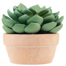 Itens Planta suculenta em vaso Echeveria artificial verde Ø15cm