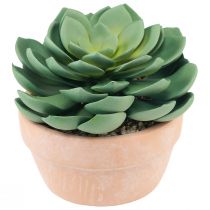 Itens Planta suculenta em vaso Echeveria artificial verde Ø15cm