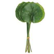 Itens Folhas Galax Urceolata Artificial Verde Ø10cm L23cm 12 pcs