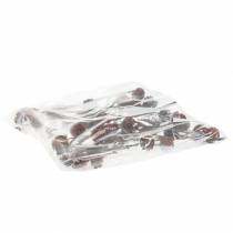 Itens Glabrum Leucospermum Flores Secas 25-40cm 25 unidades