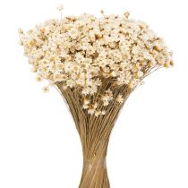 Itens Buquê de flores secas, delicadas flores para decoração natural da casa, 44 cm