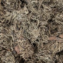 Itens Musgo decorativo, musgo cinza para artesanato, 500g