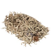 Itens Musgo decorativo, musgo cinza para artesanato, 500g