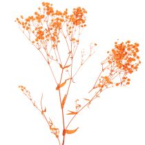 Itens Buquê de flores secas de Gypsophila (mosquitinho) 75cm 100g