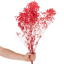 Itens Gipsofila seca (Gypsophila) - Ramo de 75 cm - 100 g
