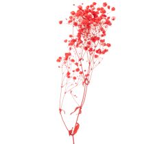 Itens Gipsofila seca (Gypsophila) - Ramo de 75 cm - 100 g