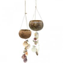 Tigela para coco com casca, tigela para plantas naturais, coco como cesto suspenso Ø13,5/11,5cm, conjunto de 2
