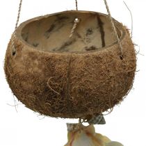 Taça de coco com conchas, taça de plantas naturais, cesto de côco Ø13,5/11,5 cm, conjunto de 2