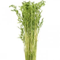 Aveia seca grão verde decoração seca rústica 70cm pacote de 100g