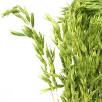 Aveia seca grão verde decoração seca rústica 70cm pacote de 100g