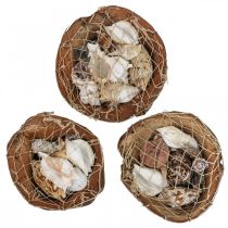 Itens Conchas decorativas de meia casca de coco, conchas de caracol, decoração 18–19 cm 3 unid.