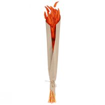 Itens Flor seca de rabo de lebre laranja, 50-60cm, 50g - Lagurus aveludados para decoração de mesa e artesanato.