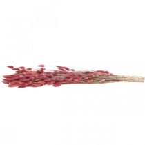 Itens Rabo de Coelho (Lagurus) Seco Rosa Claro 60cm 50g Decoração de Flor Seca Artificial Boho Casamento