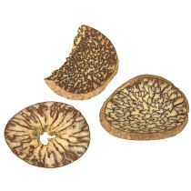 Itens Fatias de madeira, frutas decorativas, naturais, faça você mesmo, certificadas pelo FSC, 1-3,5 cm, 300 g