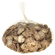 Itens Fatias de madeira, frutas decorativas, naturais, faça você mesmo, certificadas pelo FSC, 1-3,5 cm, 300 g