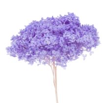Flor de hortênsia seca para decoração de interiores elegante, 80 cm