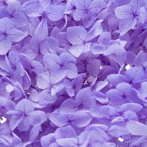 Itens Flor de hortênsia seca para decoração de interiores elegante, 80 cm