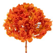 Itens Hortênsia preservada e tingida, flor grande com caule longo, 60 cm