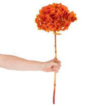 Itens Hortênsia preservada e tingida, flor grande com caule longo, 60 cm