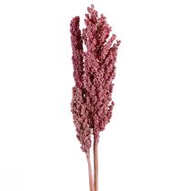 Flores secas de milho indiano Milho indiano rosa 75 cm 3 unidades
