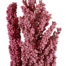 Flores secas de milho indiano Milho indiano rosa 75 cm 3 unidades