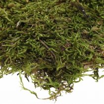 Musgo indiano floresta musgo verde natureza 2kg