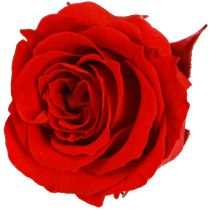 Itens Infinity Roses Flores Reais Mini Cabeças de Rosa Vermelhas Ø3cm 16 unidades