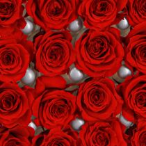 Itens Infinity Roses Flores Reais Mini Cabeças de Rosa Vermelhas Ø3cm 16 unidades